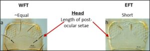 Fig. 3. Key microscopic features distinguishing WFT and EFT based on ocular setae