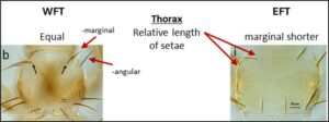 Fig. 4. Key microscopic features distinguishing WFT and EFT based on thoracic setae