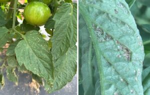 Fig. 6. Thrips feeding damage on tomato leaves. (Photos: Walgenbach lab, NCSU)