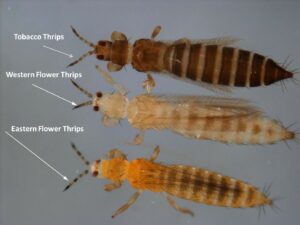 Fig. 1. Thrips species commonly found in vegetable production systems. (Photo: Jack Reed, Mississippi State University)