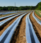Reflective mulch in tomato field for thrips deterrence